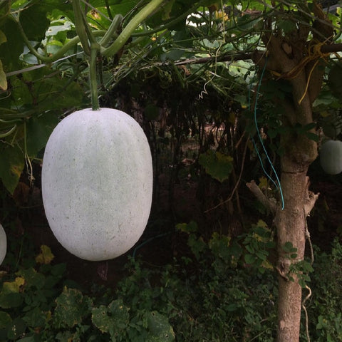 Ash Gourd Desi Seeds - OG