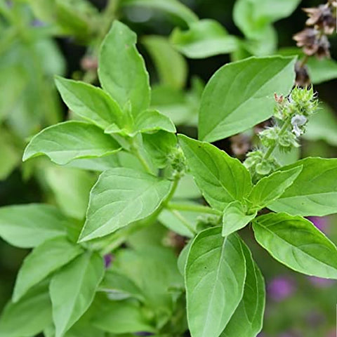 Basil Lemon Seeds