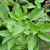 Basil Lemon Seeds