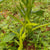 Beans Cluster Seeds - OG
