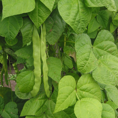 Beans Double (Lima) Seeds - OG