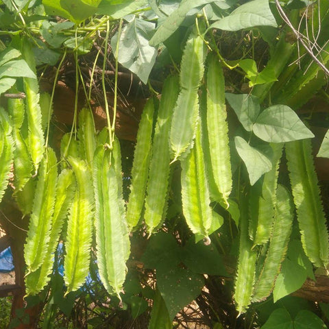 Beans Winged Short Seeds - OG
