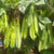 Beans Winged Short Seeds - OG