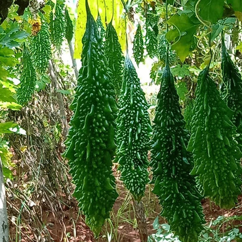 Bitter Gourd Seeds - OG
