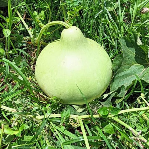 Bottle Gourd Gol Lauv (Giant) Seeds - OG