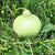 Bottle Gourd Gol Lauv (Giant) Seeds - OG