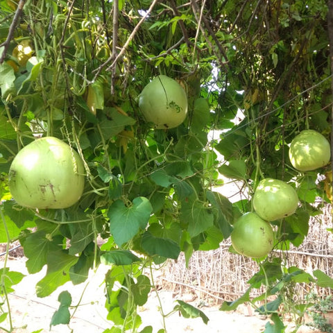 Bottle Gourd Tambura Seeds - OG