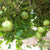 Bottle Gourd Tambura Seeds - OG