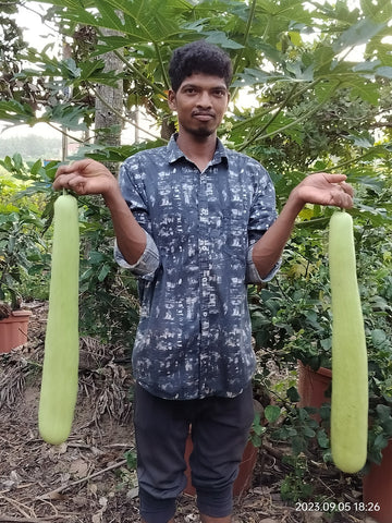 Bottle Gourd Long Seeds - OG