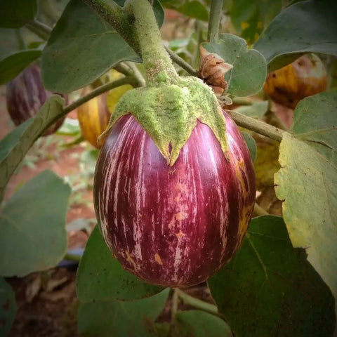 Brinjal Purple Stripe Round Seeds - OG