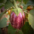 Brinjal Purple Stripe Round Seeds - OG