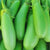 Brinjal Green Long Seeds - OG