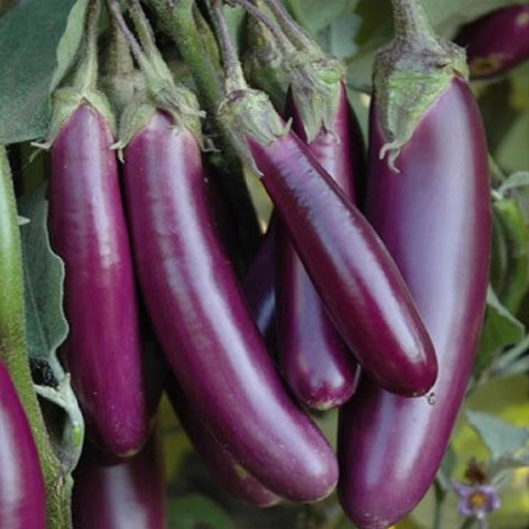 Brinjal Green Long Seeds - OG