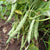 Beans Bush Seeds - OG