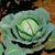 Cabbage Golden Acre Seeds - Organic Seeds