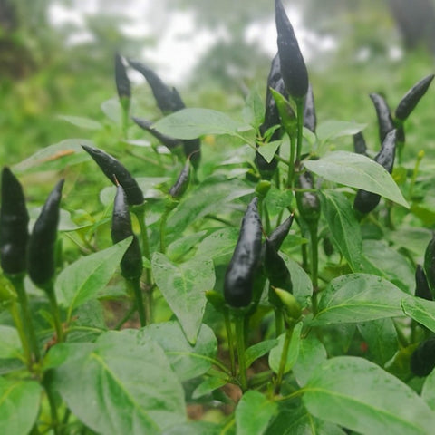 Chilli Black Medium-Long Seeds - OG