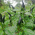 Chilli Black Medium-Long Seeds - OG
