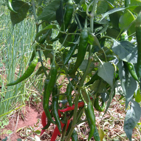 Chilli Green Long Seeds - OG