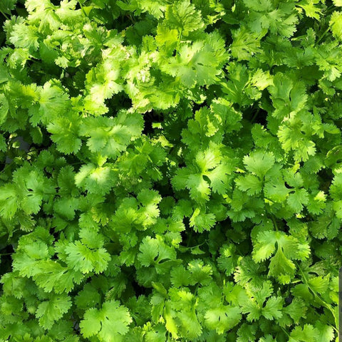 Coriander Desi Seeds - OG