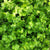 Coriander Desi Seeds - OG
