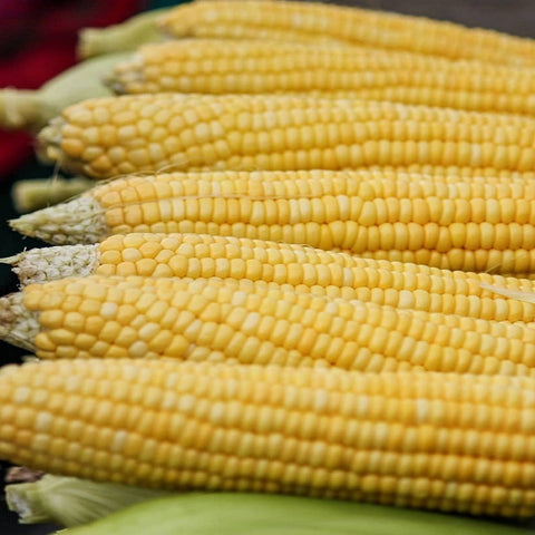 Corn Sweet Seeds - OG