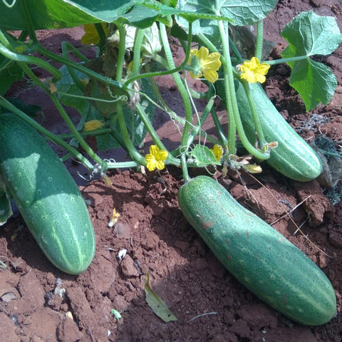 Cucumber Green Long Seeds - OG