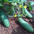 Cucumber Green Long Seeds - OG