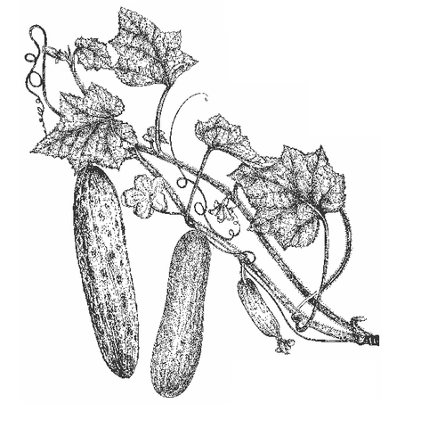 Sketch of cucumber with leaves. Sliced plant - Stock Illustration  [65642831] - PIXTA