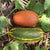 Melon Vellanur Sambar Seeds - OG