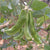 Beans Flat Seeds - OG
