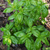 Basil Genovese (Sweet Italian) Seeds - OG