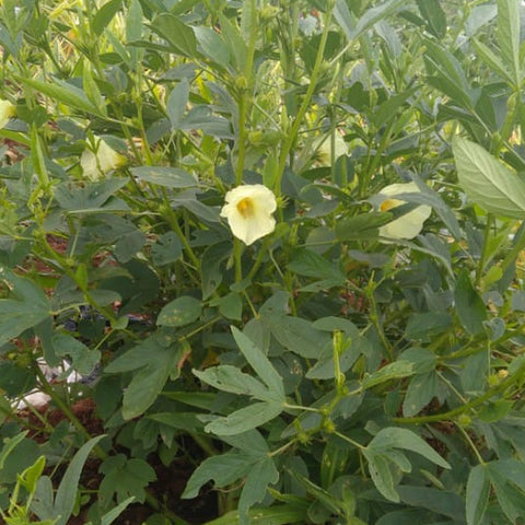 Gongura Green (Roselle) Seeds - OG