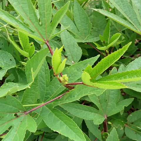 Gongura Red (Roselle) Seeds - OG