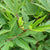 Gongura Red (Roselle) Seeds - OG