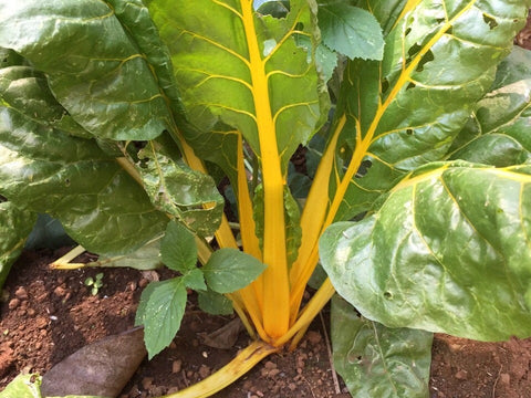 Swiss Chard Rainbow Seeds - OG - The Seed Store - 1