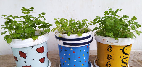 Coriander Desi Seeds - OG
