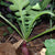Radish Purple Plum Seeds