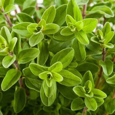 Marjoram Sweet Seeds