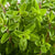 Marjoram Sweet Seeds