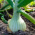 Onion Spanish Brown Seeds