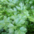 Parsley Dark Italian Flat Seeds