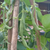 Beans Pole Seeds - OG