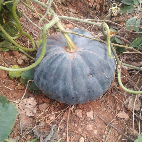 Pumpkin Desi Seeds - OG