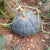 Pumpkin Desi Seeds - OG