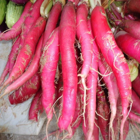Radish Red Long Seeds - OG