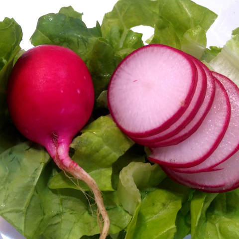 Radish Cherry Belle Seeds
