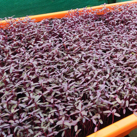 Amaranth Red - Microgreens Seed Pack