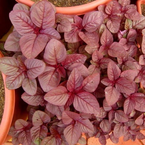 Amaranth Red Seeds