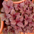 Amaranth Red Seeds
