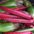 Lady Finger Red (Bhindi) Seeds - OG